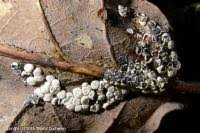 Attēlu rezultāti vaicājumam “Diderma globosum”