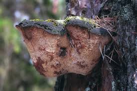 Attēlu rezultāti vaicājumam “Hydnellum aurantiacum”