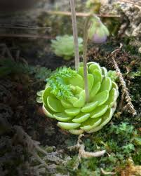 Attēlu rezultāti vaicājumam “Pinguicula vulgaris fruit”