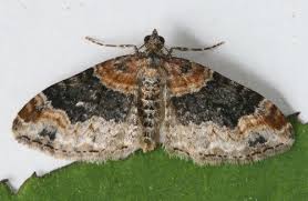 Attēlu rezultāti vaicājumam “Xanthorhoe ferrugata”