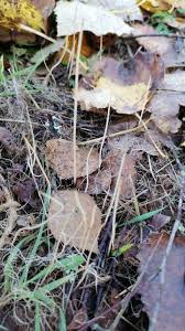 Attēlu rezultāti vaicājumam “Typhula setipes”