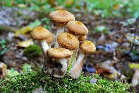 Attēlu rezultāti vaicājumam “Craterium minutum young”