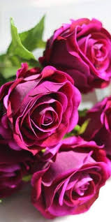 Image result for FOTO ROSA