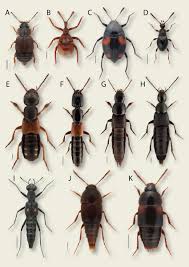 Attēlu rezultāti vaicājumam “Staphylinus erythropterus”