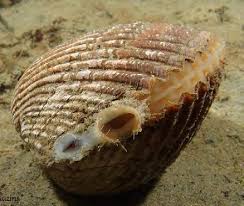 Attēlu rezultāti vaicājumam “Physarum bivalve sessile”