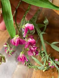 Attēlu rezultāti vaicājumam “Lathyrus palustris bud”