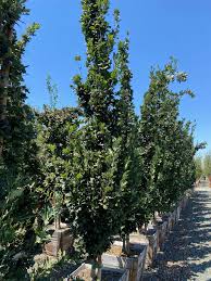 Attēlu rezultāti vaicājumam “Quercus robur”