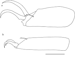 Attēlu rezultāti vaicājumam “Dictenidia bimaculata male”
