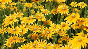 Image result for Rudbeckia Paradisio