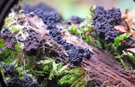 Attēlu rezultāti vaicājumam “Symphytocarpus impexus spores”