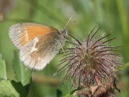 Attēlu rezultāti vaicājumam “Coenonympha tullia underside”