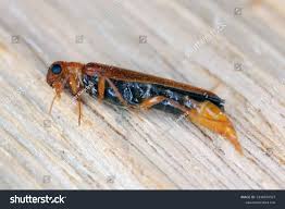 Attēlu rezultāti vaicājumam “Hylecoetus dermestoides”