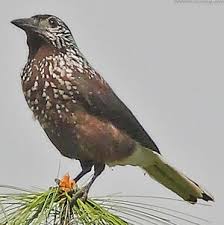 Attēlu rezultāti vaicājumam “Nucifraga caryocatactes adult”