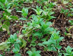 Attēlu rezultāti vaicājumam “Mentha spicata leaf”