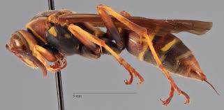 Attēlu rezultāti vaicājumam “Polistes”