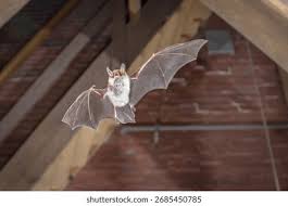 Attēlu rezultāti vaicājumam “Myotis nattereri”