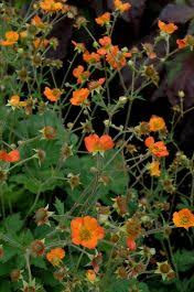 Attēlu rezultāti vaicājumam “Geum x intermedium flower”