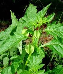 Attēlu rezultāti vaicājumam “Nicandra physalodes fruit”