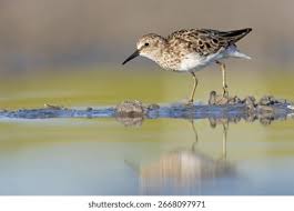 Image result for Calidris minutilla