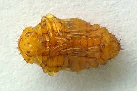 Attēlu rezultāti vaicājumam “Agelastica alni larva”