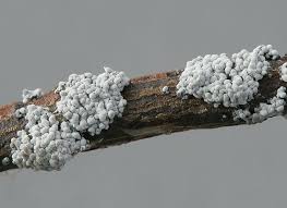 Attēlu rezultāti vaicājumam “Diderma testaceum macro”