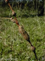 Attēlu rezultāti vaicājumam “Diastrophus rubi”