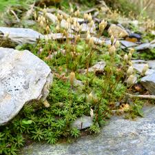 Attēlu rezultāti vaicājumam “Pogonatum nanum”