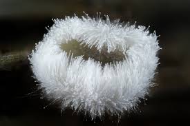 Attēlu rezultāti vaicājumam “Lachnella alboviolascens”