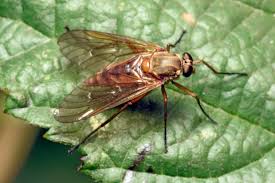 Attēlu rezultāti vaicājumam “Brachycera”