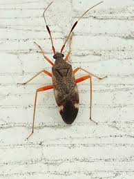 Attēlu rezultāti vaicājumam “Closterotomus biclavatus”