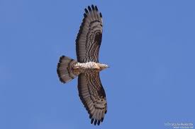 Attēlu rezultāti vaicājumam “Pernis apivorus adult”