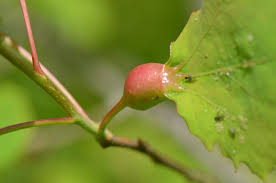 Attēlu rezultāti vaicājumam “Contarinia petioli”