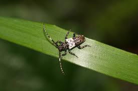 Attēlu rezultāti vaicājumam “Pogonocherus hispidulus”