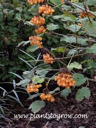 Attēlu rezultāti vaicājumam “Viburnum opulus fruit”