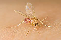 Attēlu rezultāti vaicājumam “Nematocera”