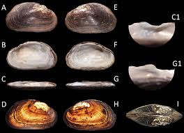 Attēlu rezultāti vaicājumam “Lignydium muscorum macro”
