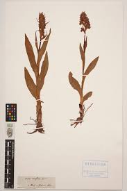 Attēlu rezultāti vaicājumam “Dactylorhiza incarnata”