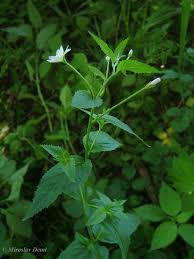 Attēlu rezultāti vaicājumam “Epilobium montanum”