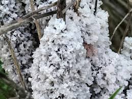 Attēlu rezultāti vaicājumam “Didymium sp.”