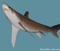 Image result for Alopias vulpinus