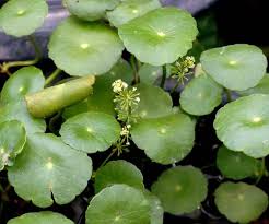 「香菇草」的圖片搜尋結果