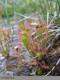 Attēlu rezultāti vaicājumam “Droseraceae”