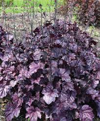 Image result for Heuchera `Palace Purple`