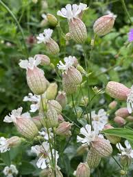 Image result for Silene vulgaris