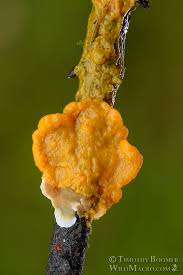 Attēlu rezultāti vaicājumam “Badhamia sp.”