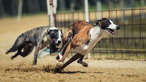 Image result for Reading Greyhound Track