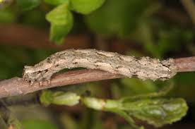 Attēlu rezultāti vaicājumam “Crocallis elinguaria larva”