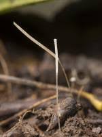 Attēlu rezultāti vaicājumam “Typhula setipes”