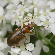 Attēlu rezultāti vaicājumam “Orsodacne cerasi”