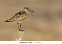 Attēlu rezultāti vaicājumam “Limosa lapponica adult”